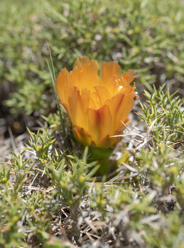Maihueniopsis platyacantha