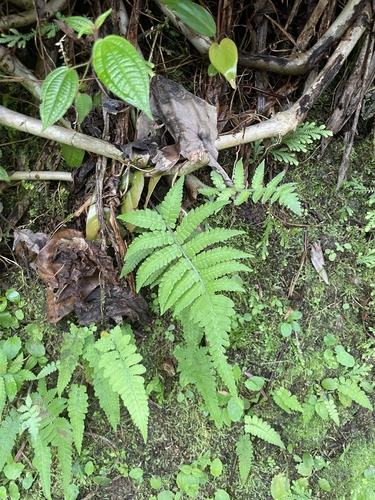 Deparia petersenii observed 2026-02-17