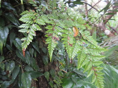 Davallia trichomanoides