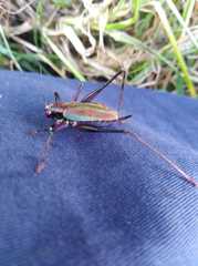 Stenophyllia modesta