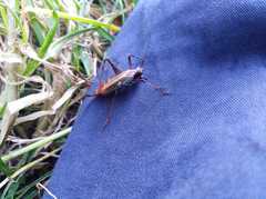 Stenophyllia modesta