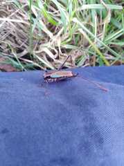 Stenophyllia modesta