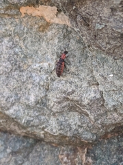 Endeodes collaris