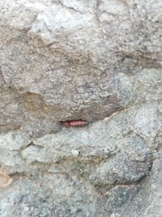 Endeodes collaris