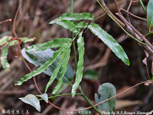 Lygodium salicifolium observed 2026-01-18