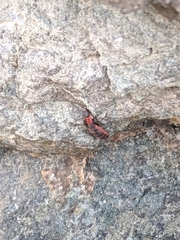 Endeodes collaris
