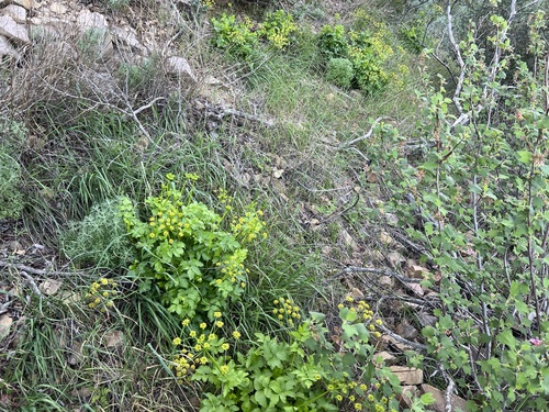 Southern Umbrellawort (Tauschia arguta)