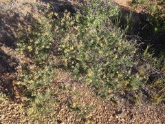 Acmispon dendroideus dendroideus