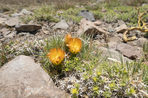 Maihueniopsis platyacantha