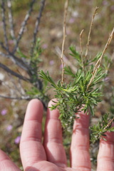Eastwoodia elegans