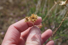 Eastwoodia elegans