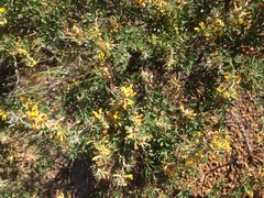 Acmispon dendroideus dendroideus