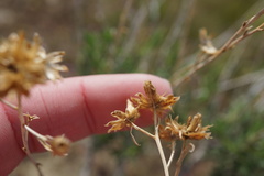 Eastwoodia elegans