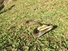 Mastigodryas boddaerti