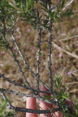 Eastwoodia elegans