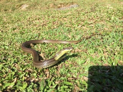 Mastigodryas boddaerti