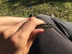 Mastigodryas boddaerti