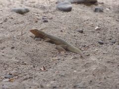 Microlophus theresioides