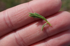 Eastwoodia elegans