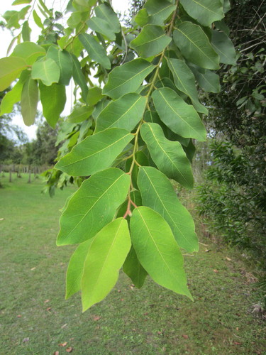 Corymbia torelliana image