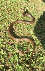 Mastigodryas boddaerti