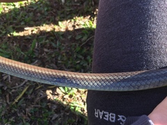 Mastigodryas boddaerti