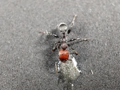 Podomyrma odae
