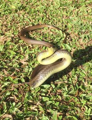 Mastigodryas boddaerti