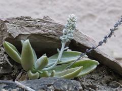Thompsonella minutiflora