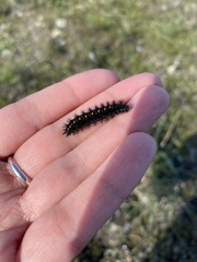 Euphydryas editha bayensis