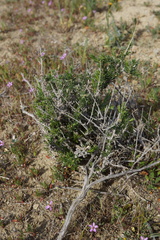 Eastwoodia elegans