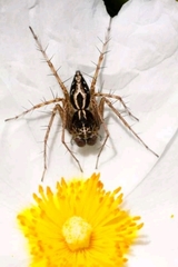 Oxyopes heterophthalmus