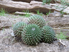 Mammillaria carnea