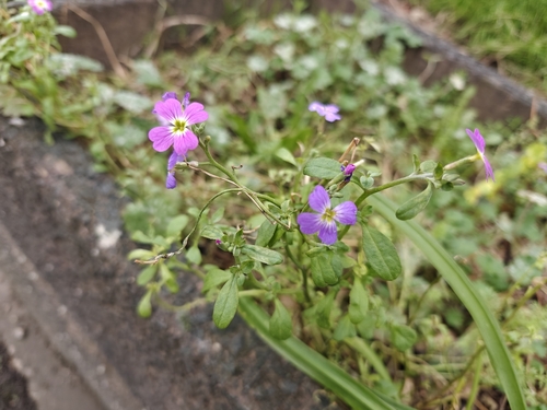 Virginia Stock (Malcolmia maritima)