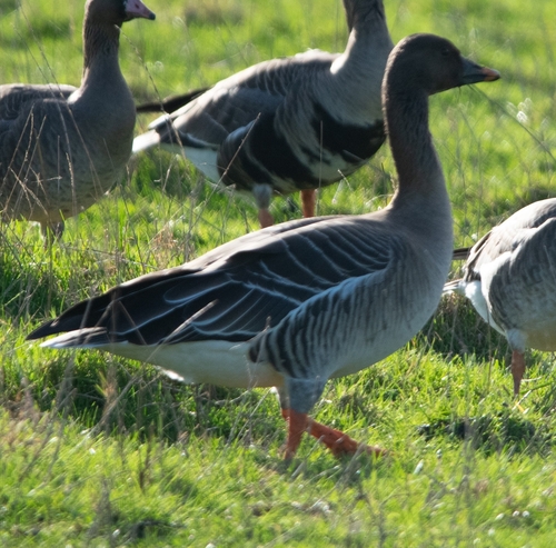 Ánsar campestre de la tundra (Anser serrirostris)
