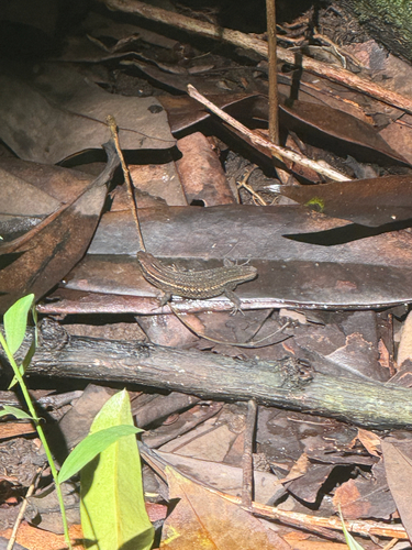 Eutropis rugifera