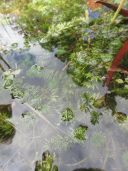 Limnophila