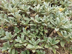 Brachyglottis revoluta