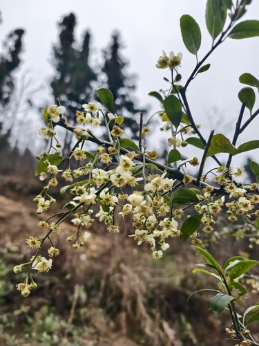 Himalayan Cherry Prinsepia