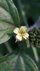Calyptocarpus brasiliensis