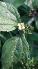 Calyptocarpus brasiliensis