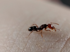 Anochetus rectangularis