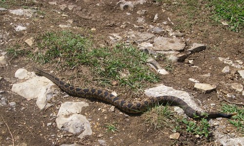 Photo of a Totonacan Rattlesnake (Crotalus totonacus)