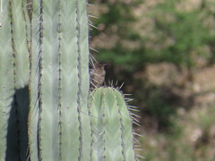 Melanerpes hypopolius