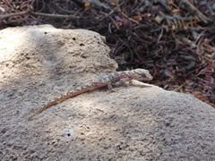 Phyllodactylus gerrhopygus