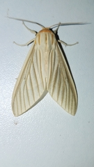 Munona