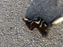 Spilogale angustifrons