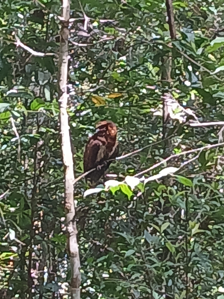 Kukuk beluk (Strix leptogrammica)
