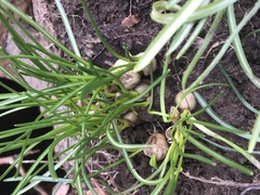 Zephyranthes candida