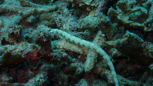 Corythoichthys haematopterus